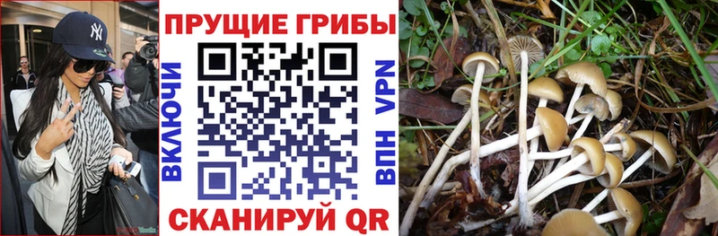Купить  Югорск  Галлюциногенные грибы Psilocybine cubensis 